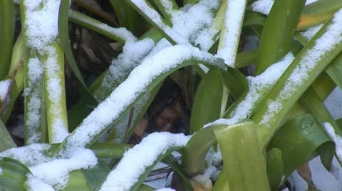 Jerusalem snow 8 Stock Footage 10828317