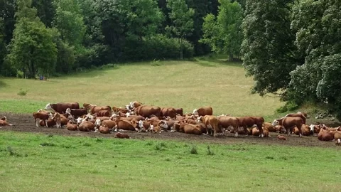 Jeseniky - cows - timelapse Stock Footage 152577872