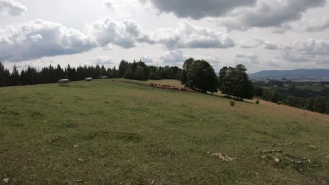 Jeseniky - cows - timelapse1 Stock Footage 152577996