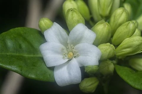 Jessamine flower Fotos de archivo
