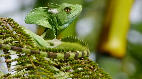 "Jesus Christ" Lizard Looks for Exit, Jumps 스톡 동영상 45596504