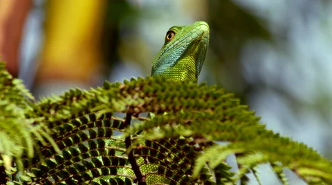 "Jesus Christ" Lizard Warily Eyes Apostate, Exits 스톡 동영상 45596173