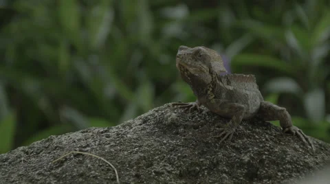 Jesus Lizard (Basiliscus) Medium Shot Vídeo Stock 61199549
