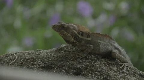 Jesus Lizard (Basiliscus) Side Angle Vídeo Stock 61199478