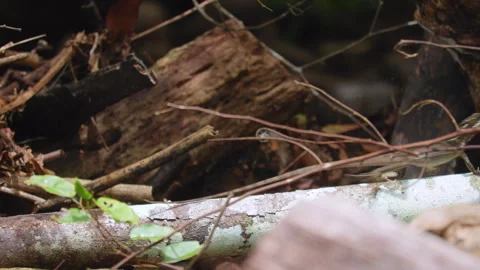 Jesus Lizard Basking on Fallen Log in Tropical Rainforest Habitat. Stock Footage 338361928