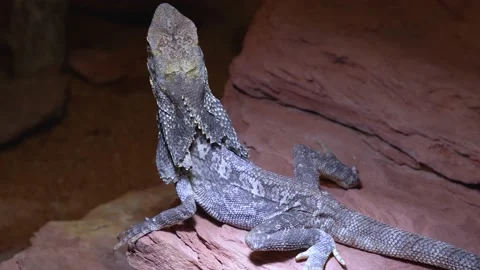 Jesus lizard Stock Footage 234147070