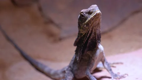 A jesus lizard  Video stock 236699393