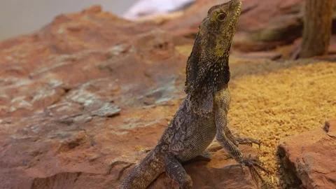 A jesus lizard  Stock Footage 236700658