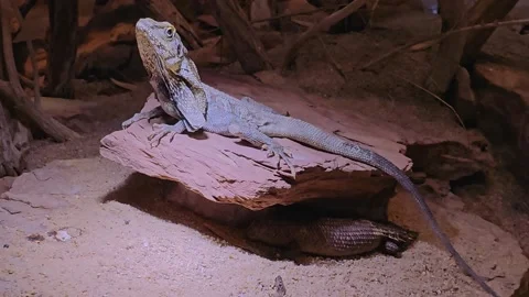 A jesus lizard  Stock Footage 269551199