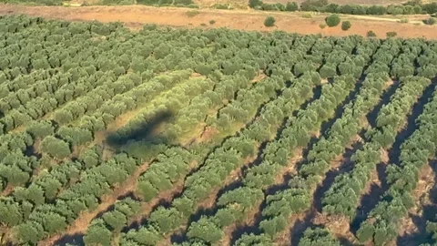 Jet Airplane Shadow on the Final Approach Over an Olive Grove Bathed in the Stock Footage 337426004