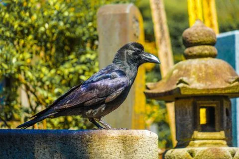 Jet -black crow (Hashibuto glass) Stock Photos