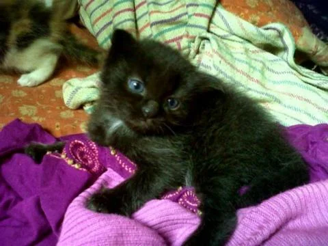Jet black kitten Stock Photos