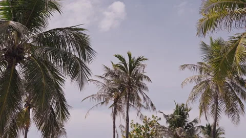 Jet Flies Through Palm Trees Stock Footage 291806629
