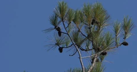 Jet Fly By Pine Tree Real Time Stock Footage 69100373