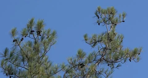 Jet Fly By Pine Tree Real Time Video stock 69100389