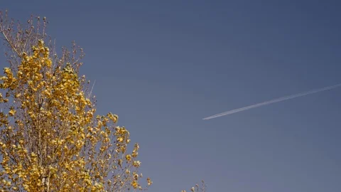 Jet Plane Fly in Blue Sky with Golden Autumn Birch Tree Yellow Leafs Stockbeeldmateriaal 118222224