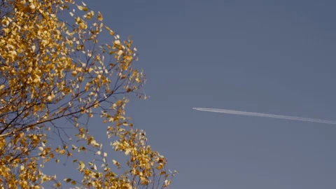Jet Plane Fly in Blue Sky with Golden Autumn Birch Tree Yellow Leafs Stockbeeldmateriaal 118222435
