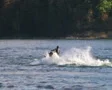 Jet Ski Jumps On Lake 02 SD Footage