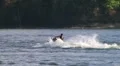 Jet Ski Jumps On Lake 02 HD Footage