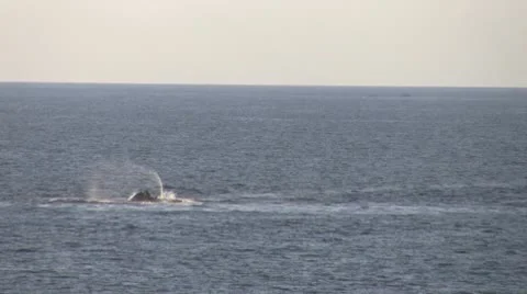 Jetbike on the sea Stock Footage 10731991