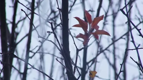 Jets of water flow down the branches of the tree when it rains. Stock Footage 257914625