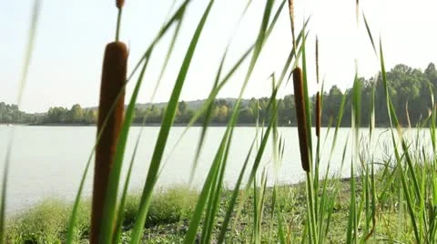 Jetski in Siberian river 2 Stock Footage 11434745