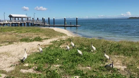 Jetty At Bribie Island Stock Footage 75799656