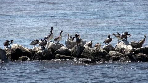 Jetty Flock Stock Footage 93109575