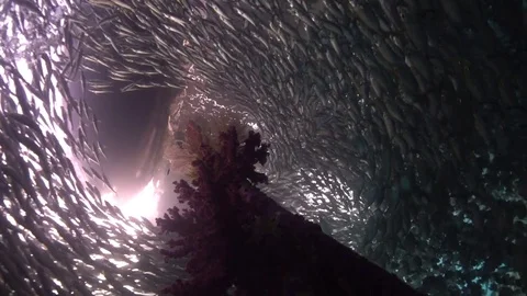 Jetty with large school of fish around pole Video stock 80867365