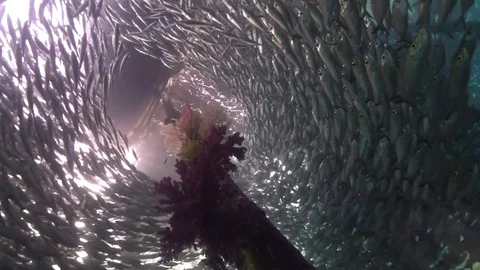 Jetty pole surrounded by school of fish Video stock 74088510
