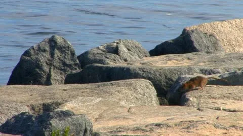 Jetty Rat Stock Footage 8919960