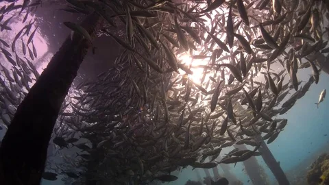 Jetty with school of fish and sun rays Video stock 74089270