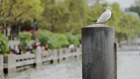 Jetty in slight motion, two white gulls fighting over the viewpoint on pier Stock Footage 167947430