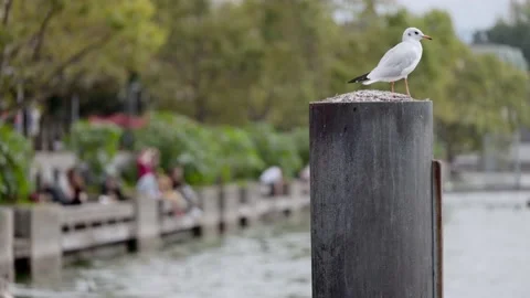 Jetty in slight motion, two white gulls fighting over the viewpoint on pier Stock Footage 168079833