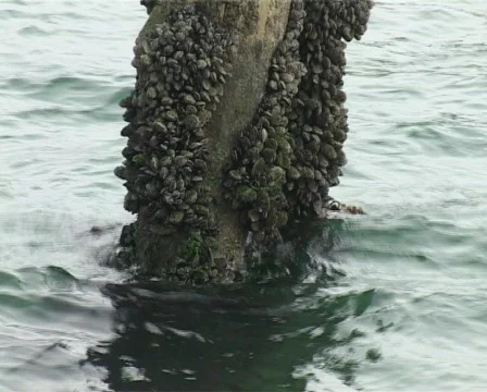 Jetty support Stock Footage 137489