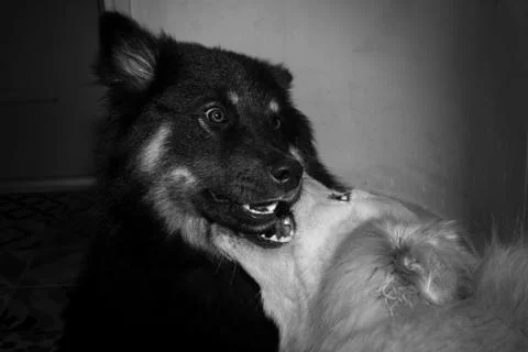 Jeu de chiens Stock Photos