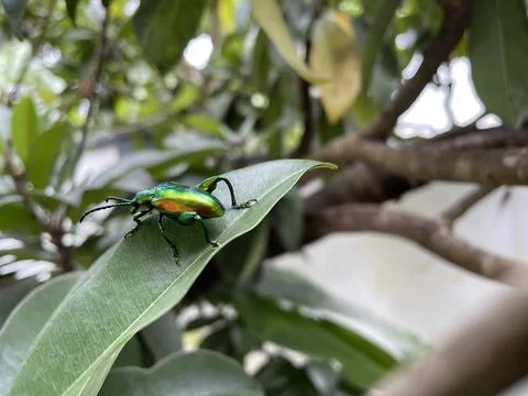 Jewel Beetle on Green Leaf Stock Photos