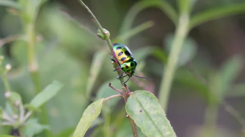 A jewel bug is perching on a twig in close up Stock Footage 314609074
