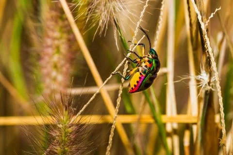 Jewel bug Stock Photos