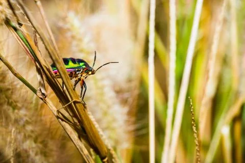 Jewel bug Stock Photos
