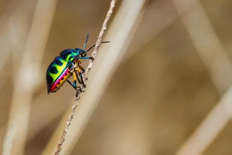 Jewel bug Stock Photos