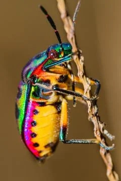 Jewel bug Stock Photos
