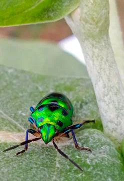 JEWEL BUG Stock Photos