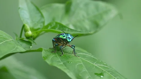 Jewel bug on the tree leaf Video stock 92375784