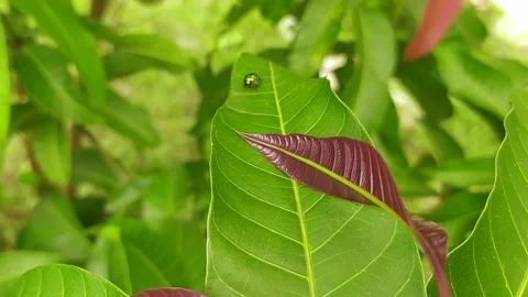 A Jewel Bug Walking on Fresh Mango Leaves Stock Footage 313885123