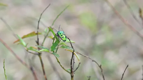 Jewel bugs. Stock Footage 301513942