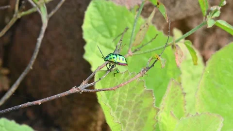 Jewel bugs. Stock-Footage 301513981