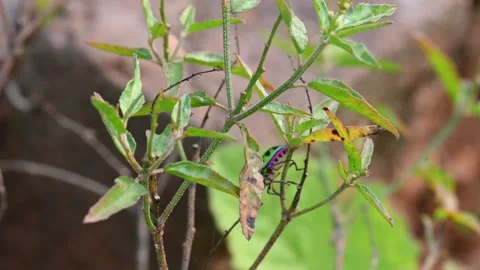 Jewel bugs. Stock Footage 301514215