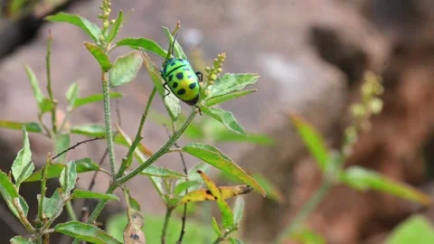 Jewel bugs. Видео 301514414