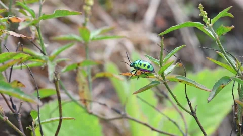 Jewel bugs. Stock Footage 301514529